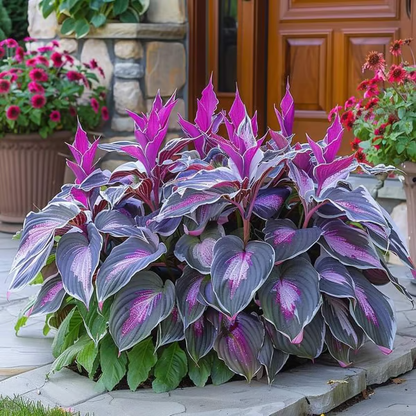 🌿Premium Rare Hosta Seeds 💥50% Off Today Only