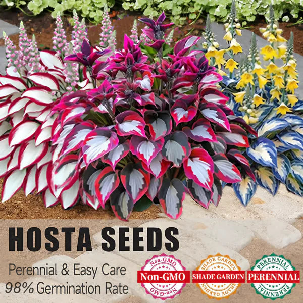 🌿Premium Rare Hosta Seeds 💥50% Off Today Only