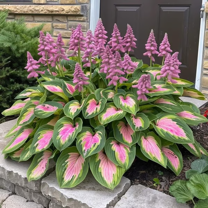 🌿Premium Rare Hosta Seeds 💥50% Off Today Only