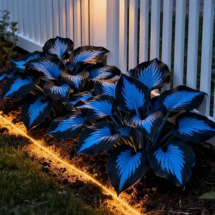 🌿Premium Rare Hosta Seeds 💥50% Off Today Only