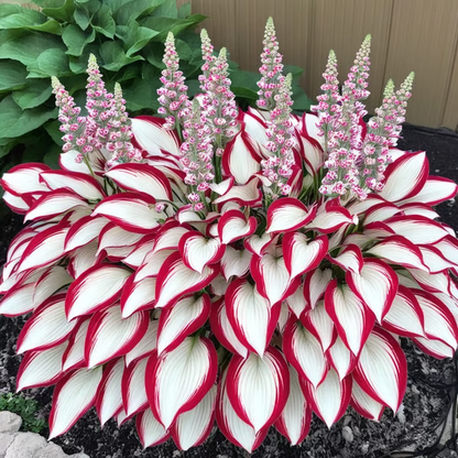 🌿Premium Rare Hosta Seeds 💥50% Off Today Only
